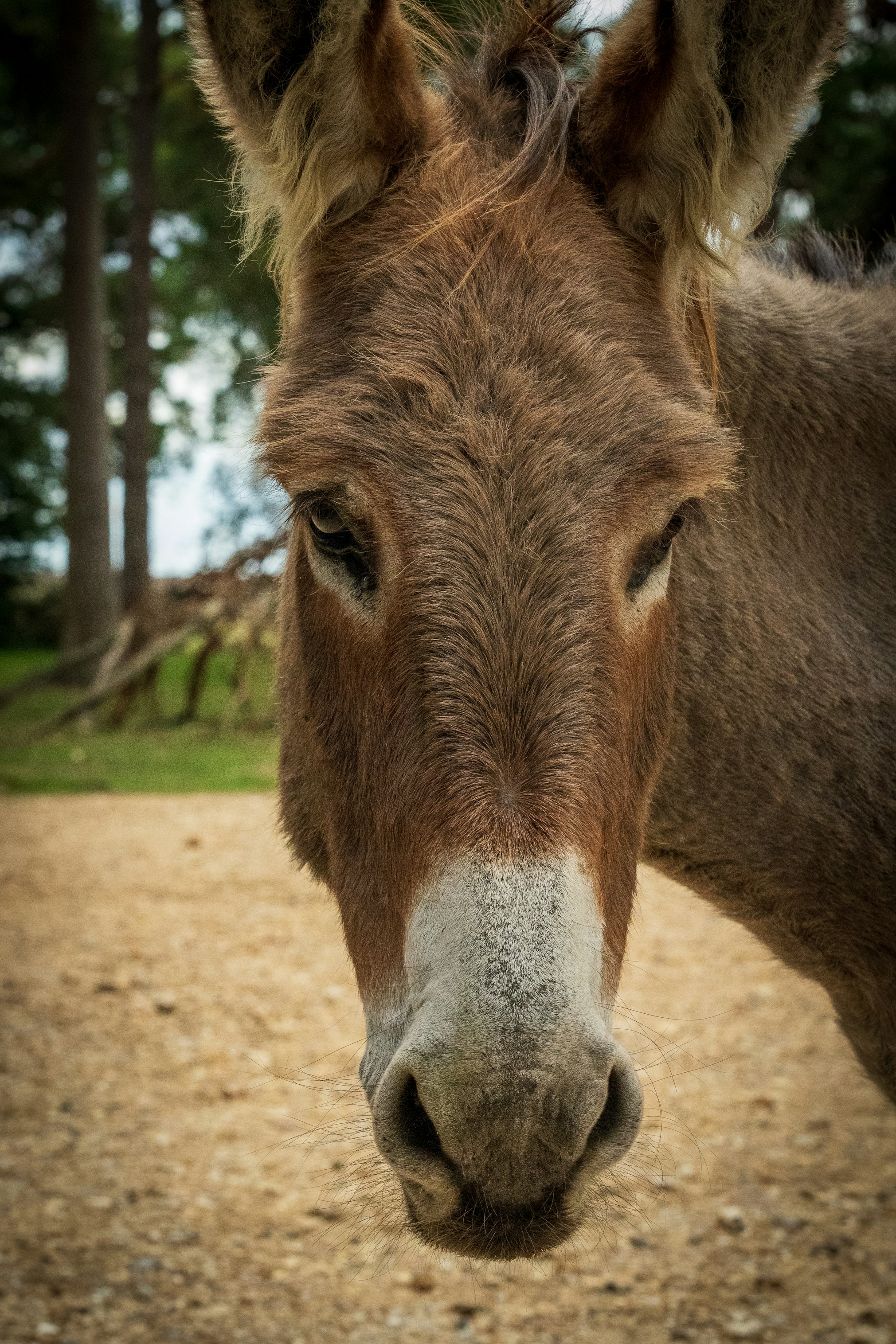 brown horse standing on brown soil during daytime